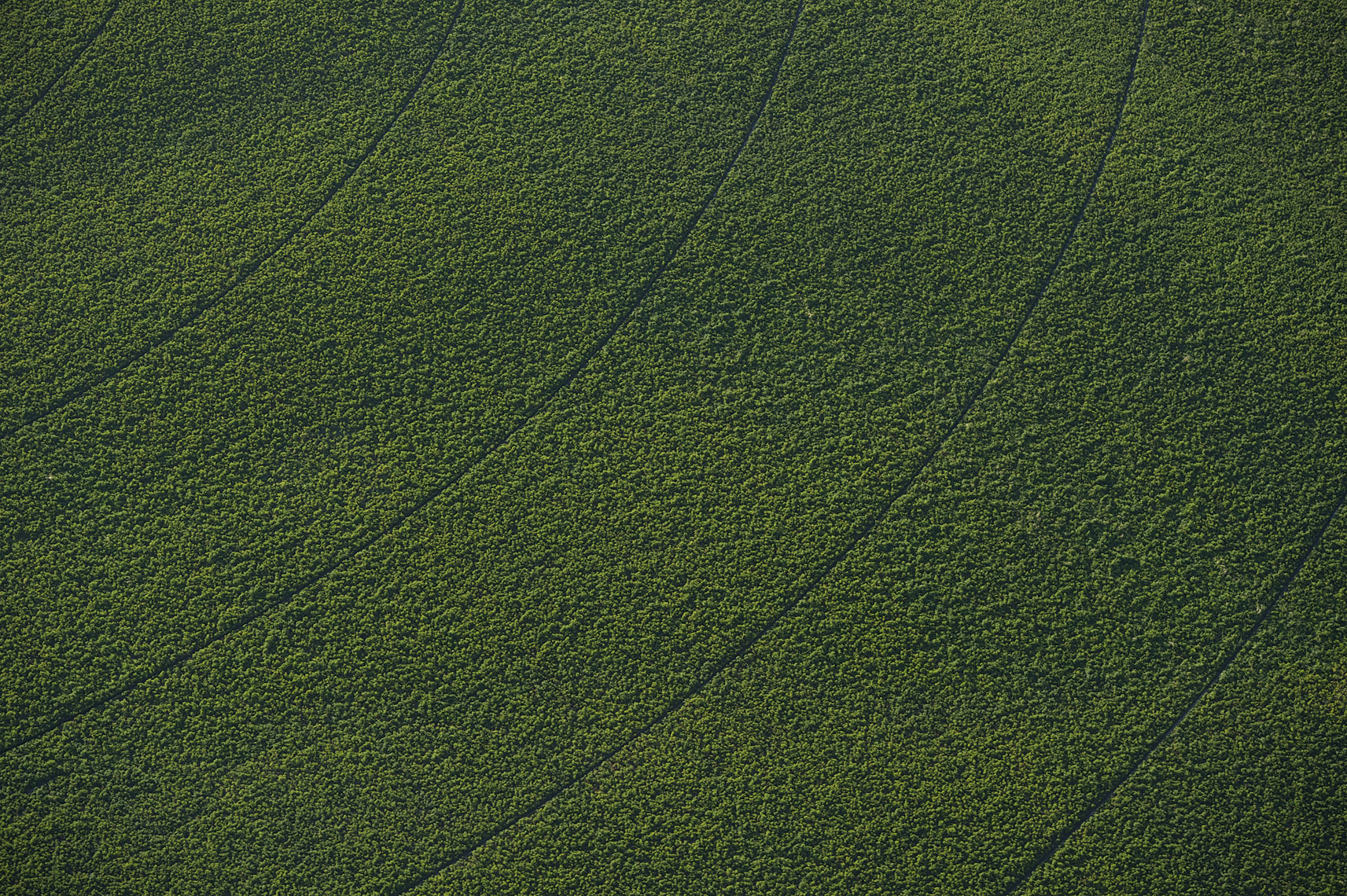 Agriculture-Photography-by-Kort-Duce-005