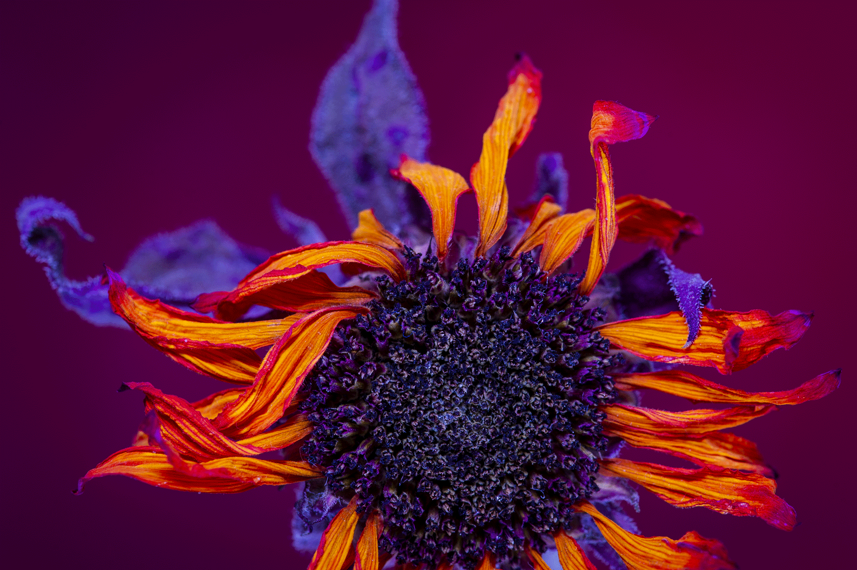 Farmers-Market-Flower-001