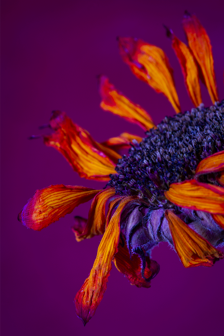 Farmers-Market-Flower-002