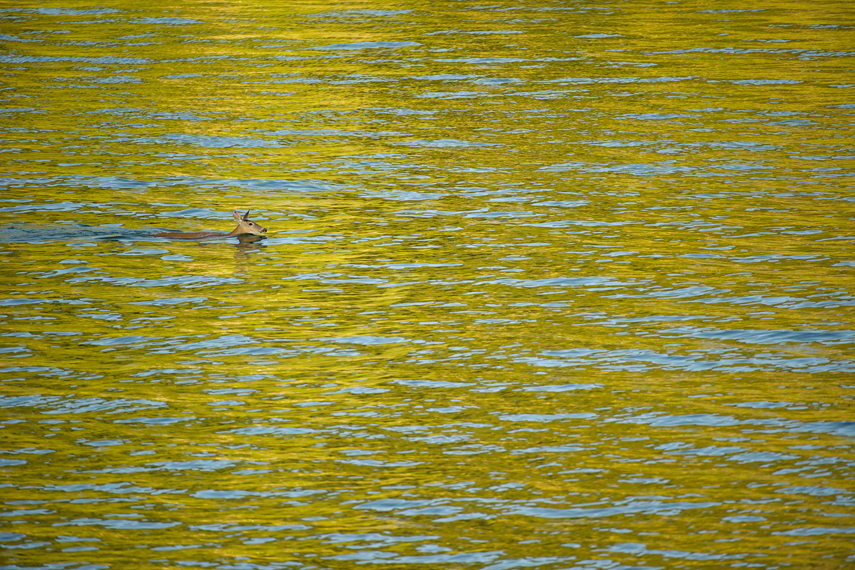 Flathead-Lake-Montana-Photography-by-Kort-Duce-021